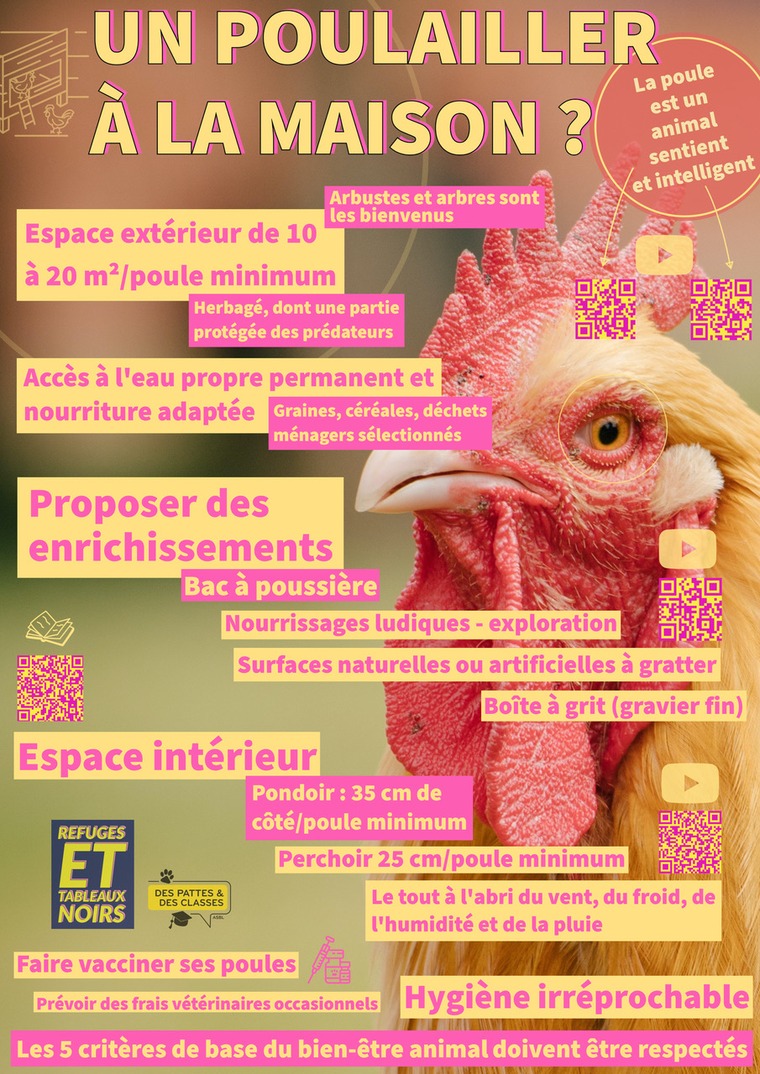 Un poulailler à la maison?